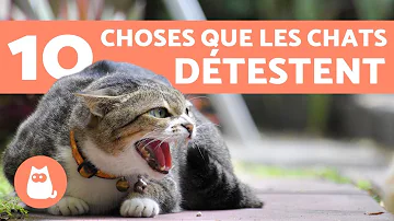 Quel animal fait peur au chat ?