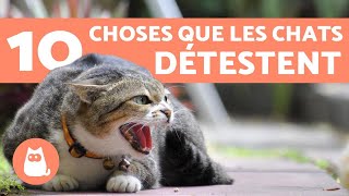 Pourquoi Les Chats Ont Peur Des Concombres Tout Savoir Pourquoi Les Chats Ont Peur Des Concombres Tout Savoir