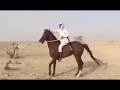 Caballo árabe en el desierto 2018