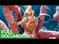 Underwater Creatures - In the Realm of the &#39;Walking&#39; Fish | Free Documentary Nature