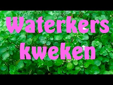 Video: Hoe Om 'n Waterkers Te Maak