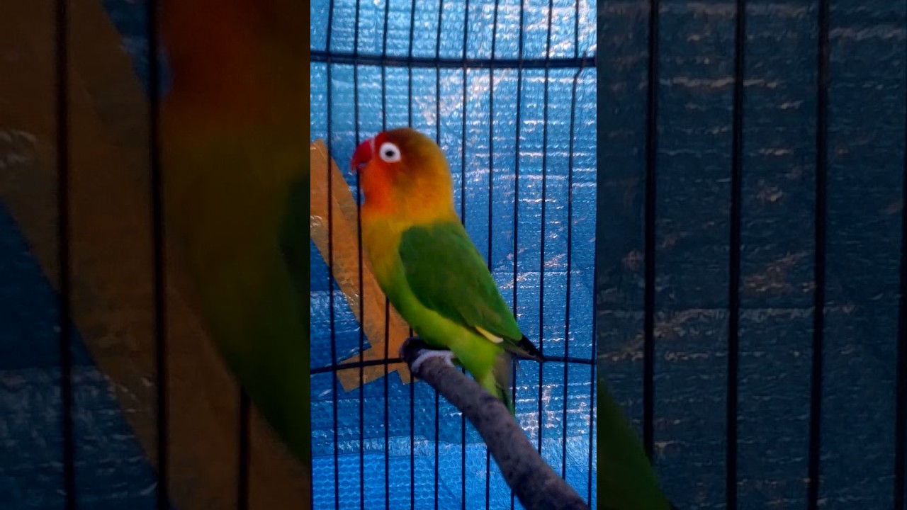 Lovebird Ijo Fc Konslet Cetetan Youtube