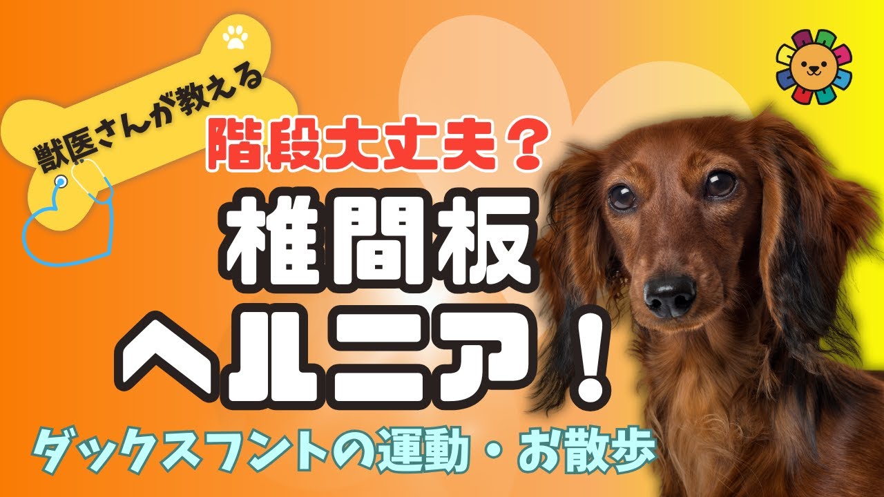 階段大丈夫？ダックスフンドの運動・散歩