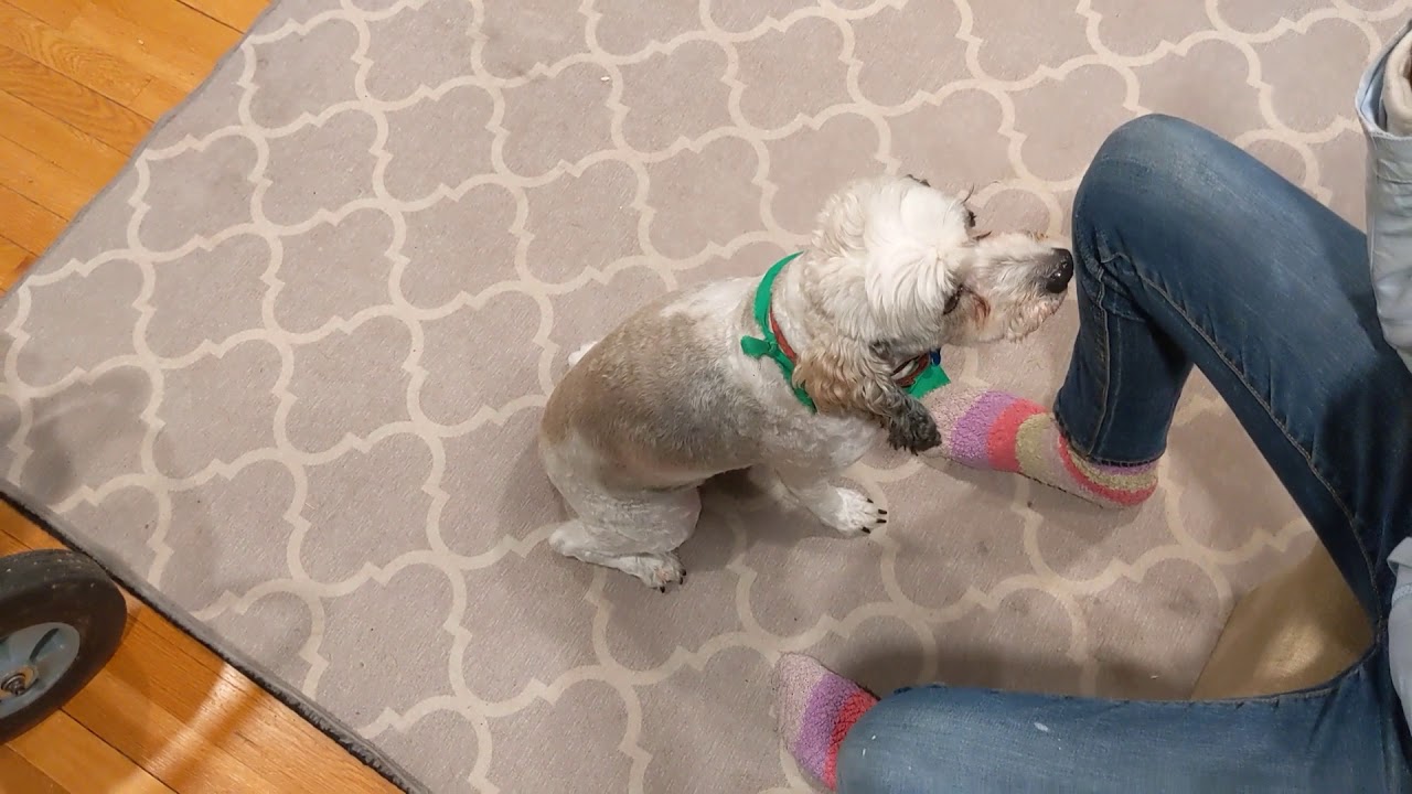 Handling a Nervous Dog- Consent Tests