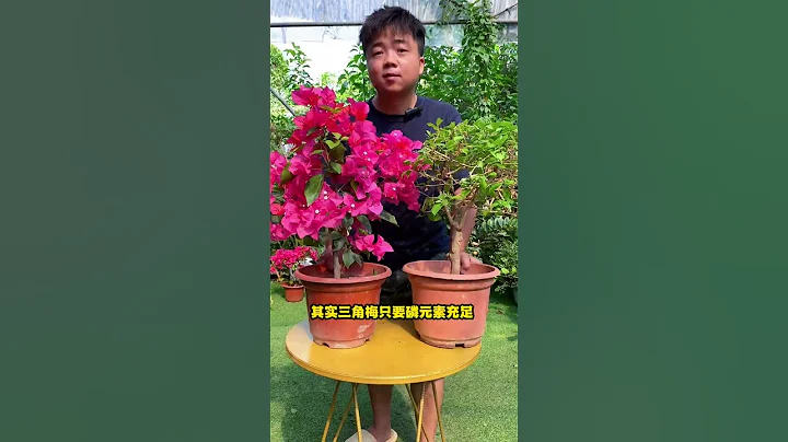 #三角梅 一年可以开多少次花，你知道吗 #花卉绿植   #分享家庭养花知识  快手 #shorts - 天天要闻