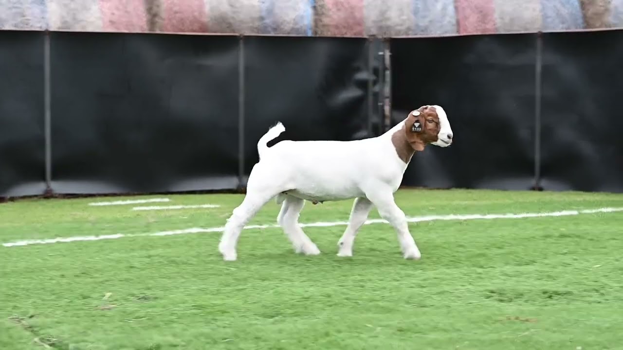 Maverick Show Goats Tag 5133