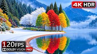 Unbeatable HDR Clarity | Premium OLED Display Demo | 4K/8K Video Ultra HD