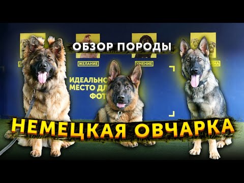 Видео: Типы немецких овчарок