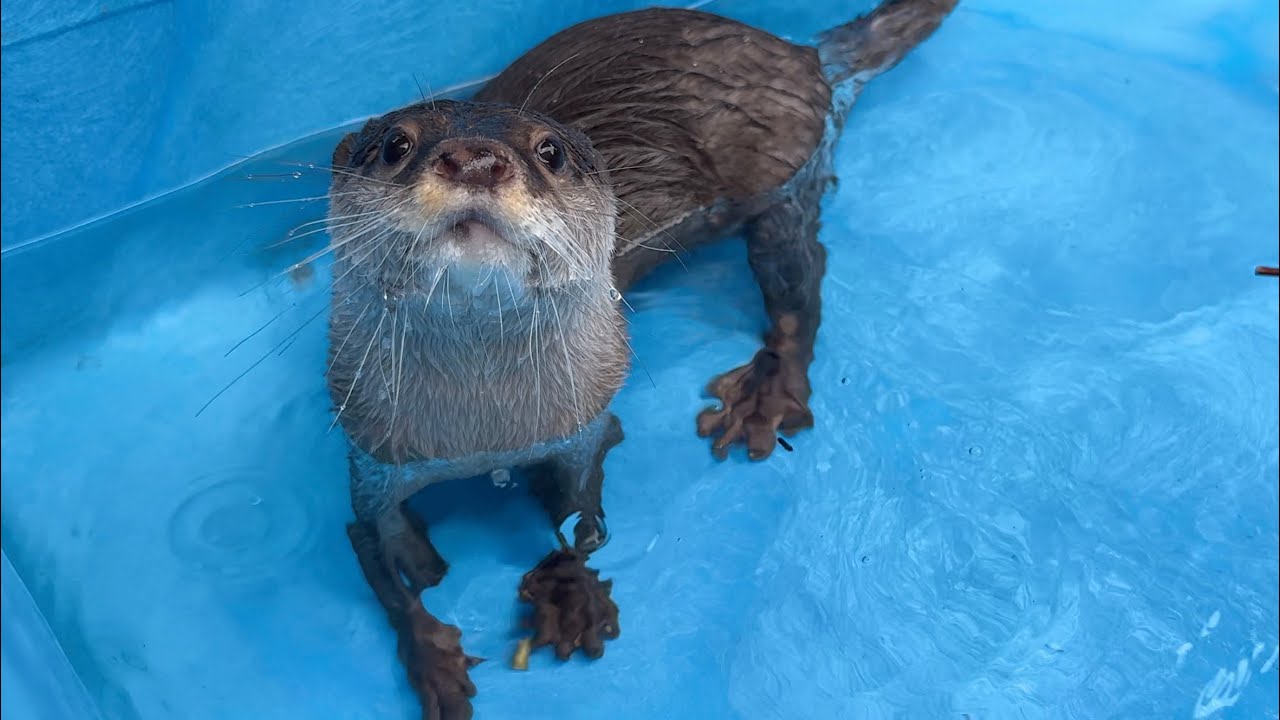 カワウソが全力で可愛い顔してくれるシーンがたくさん出てくる行水
