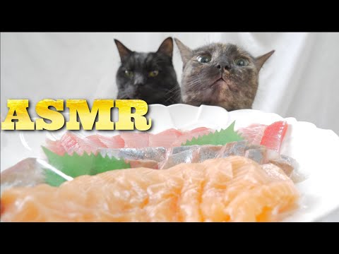 【ASMR】猫の日にお刺身の3種盛りを唸りながら食べる猫の咀嚼音??Cat Eating Sashimi