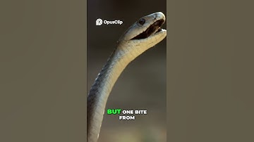 Black Mamba vs Mongoose 🐍⚔️ | Deadly Bite Showdown! Who Wins? #shorts