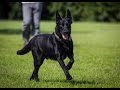 La increíble LEYENDA de los PERROS NEGROS