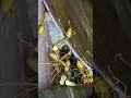 Leaf to Castle: Ants Build Their Tiny Empire