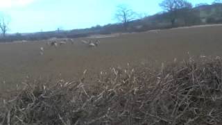 Saturday 1st February 2014, Quorn Foxhounds, Leicestershire: Hunt s...