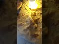 مرحبا بيكم عند اخوكم جلال Nicolivorno1 
