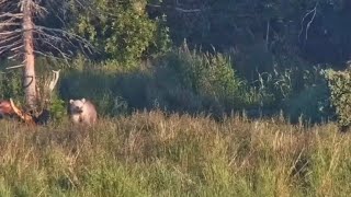 677 and White Coy Cubbie Have an Early Morning Breakfast (explore.org RW cam) 7.26.26