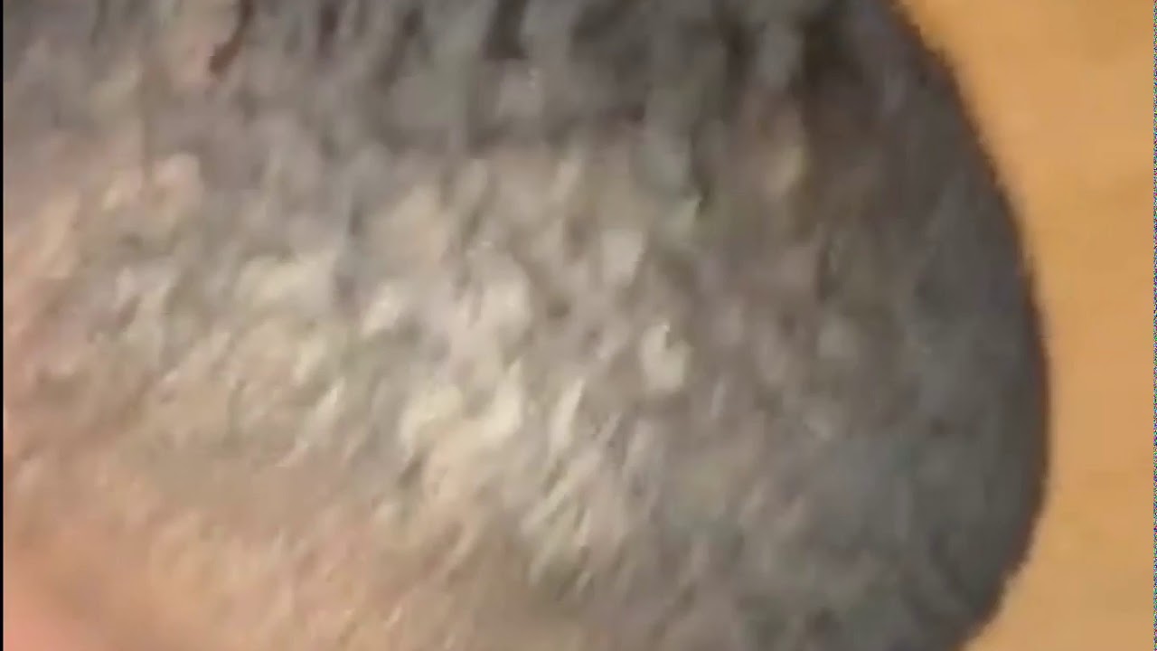 Damn I Messed Up We Gotta Go Bald Damn I messed up we gotta go bald (Meme) - YouTube