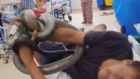 Người đàn ông ôm rắn hổ mang chúa cùng đi cấp cứu và sự thật ứa nước mắt
