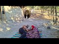 Horrifying wild bear attack on homeless nomadic couple in mysterious old hut