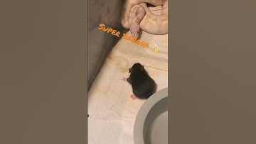 Don’t move #livefeeding #subscribe #python #ballpython #breeding #snake #reptile