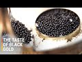 Inside The Largest Caviar Factory In The World