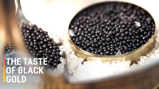 Inside The Largest Caviar Factory In The World