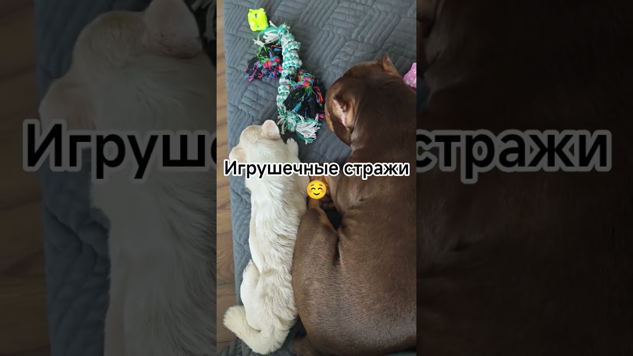С игрушками крепче спится😁