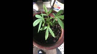 Cannabis growers I need help !!!