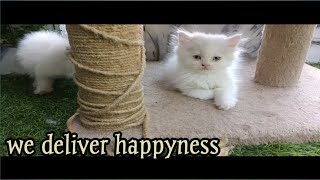 কলকাতা র parsian cat breeder er খোঁজ পেলাম।।cat show's parformer kitty ।।।