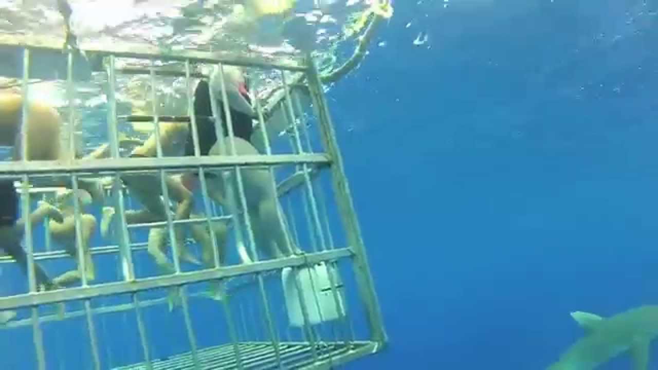 Shark Cage Diving Hawaii YouTube