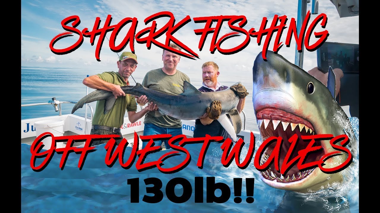 Shark Fishing in The Celtic Sea off Milford Haven, West Wales. Skipper