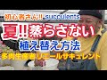 【多肉植物】夏‼️蒸れない工夫‼️植え替え方法です‼️