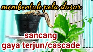 membuat bonsai sancang mame gaya cascade