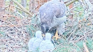 10 June. 2 chicks. Mom feeds 🦩. Mom fixes the nest _ digs so low )). Loch nest live.