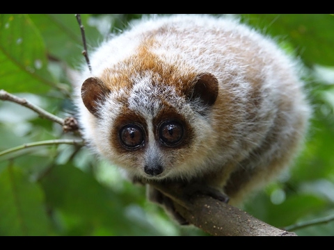 LORIS IS NOT A PET - YouTube