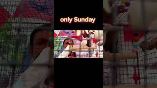 Java price update #foryou #seramporepetmarket #shortsfeed #javabirds #java #birds #birdspecies