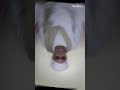 ШіЩ Щ Ш Ш ШіШ Щ Щ ШЄЩ Ш Ш ШЁ ШЁЩ ЩЉ Щ ШµЩ рџ Єрџ Є ШіЩ Щ Ш Ш ШіШ Щ Щ ШЄЩ Ш Ш ШЁ ШЁЩ ЩЉ Щ ШµЩ рџ Єрџ Є