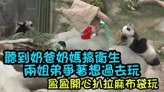 4月30日   聽到奶爸奶媽在隔壁玩具房搞衛生，兩姐弟爭著爬門要過去玩#大熊貓家姐細佬 #大熊貓盈盈  #香港大熊貓