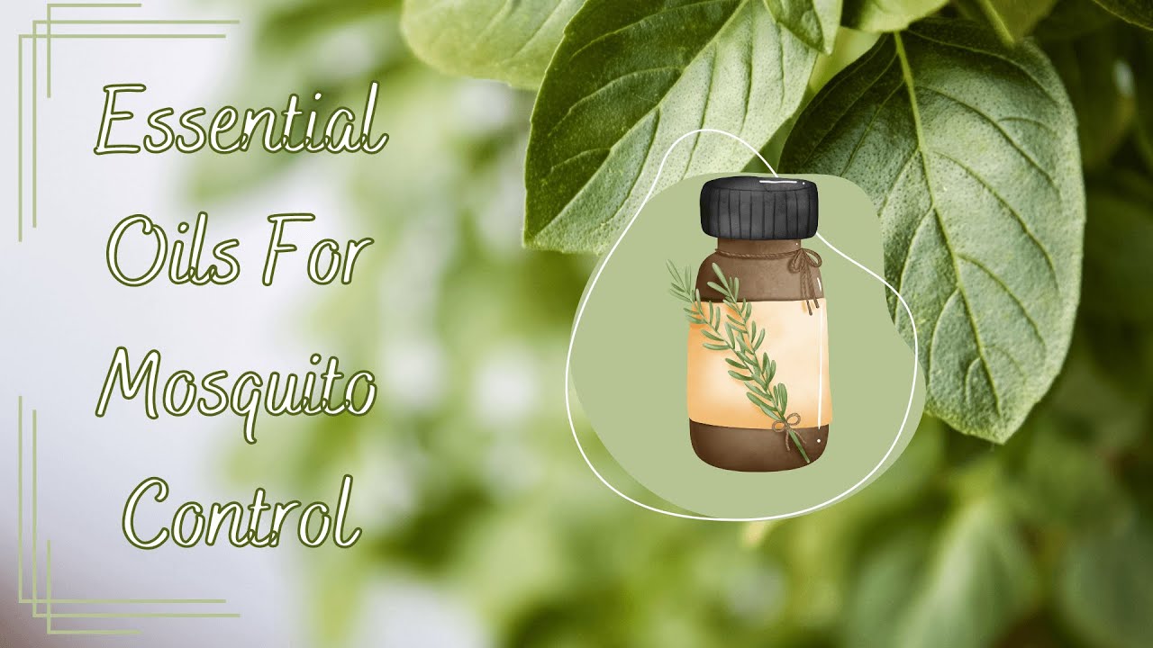 Essential Oils For Mosquito Control