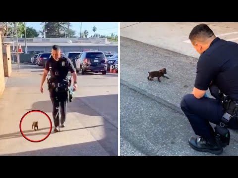 Video: Pet Scoop: pareigūnas naudoja kūdikių aliejų į nemokamą kačiuką, „Stray Dog“išgelbėti iš medžioklės spąstų