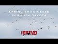Spring Snow Geese in South Dakota | The Grind S9:E14