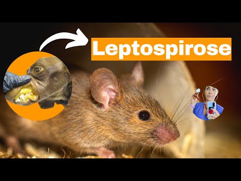 Vídeo: Spotting, tratamento e prevenção de leptospirose em cães