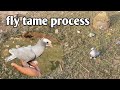 bohat time k bad pigeon training