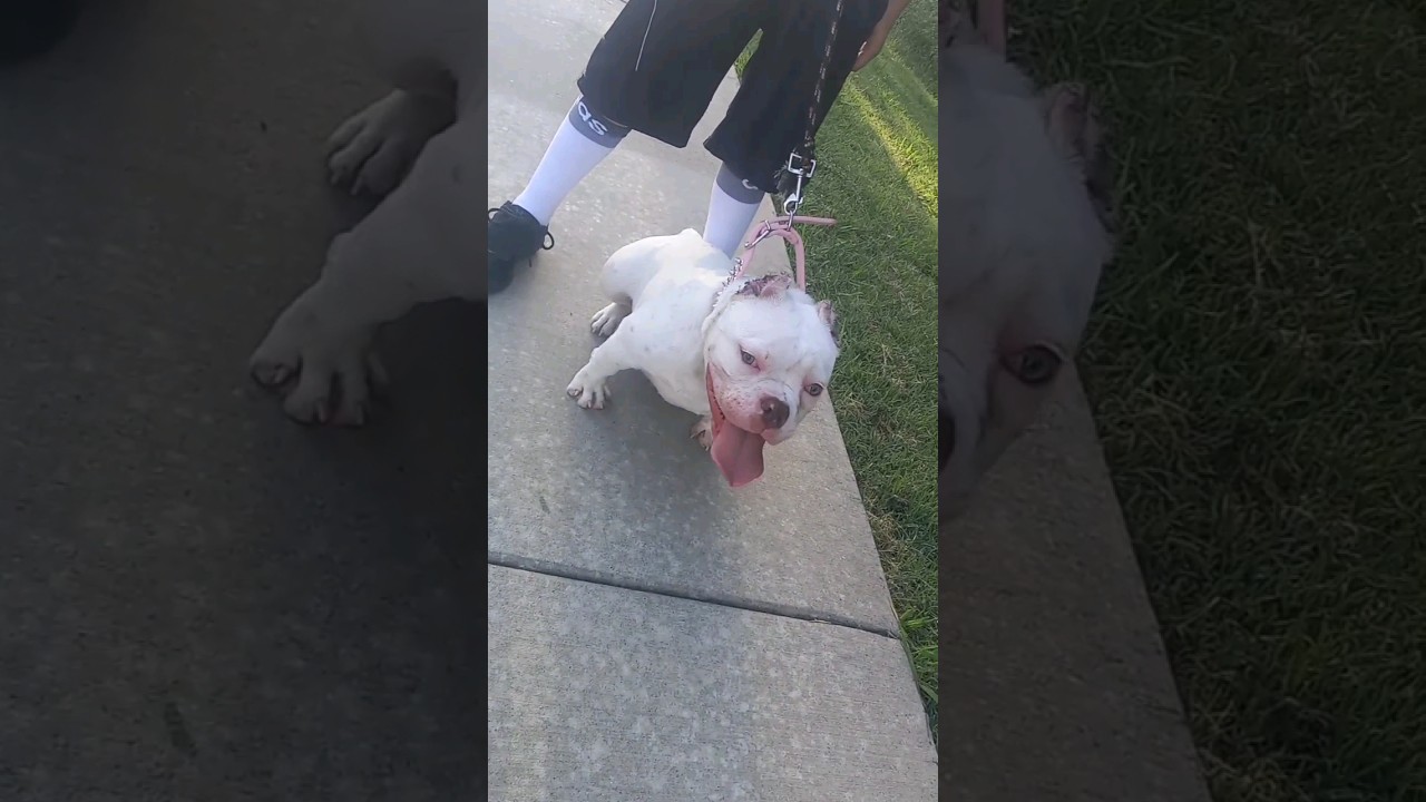 MonsterTransformation🧬 