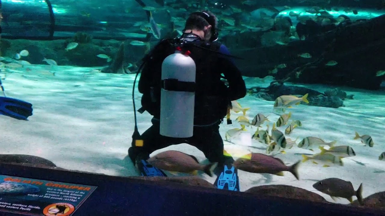 Shark Dive Ripley's Aquarium Myrtle Beach, SC 2018 YouTube