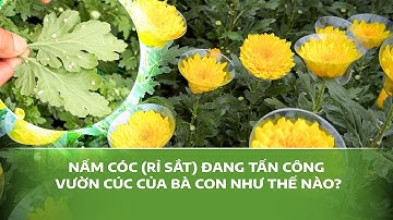 251211 Short social 2025 Chuyen giao giai phap   Hoa cuc Nam coc