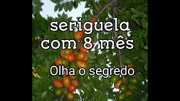 Como é a árvore da seriguela?
