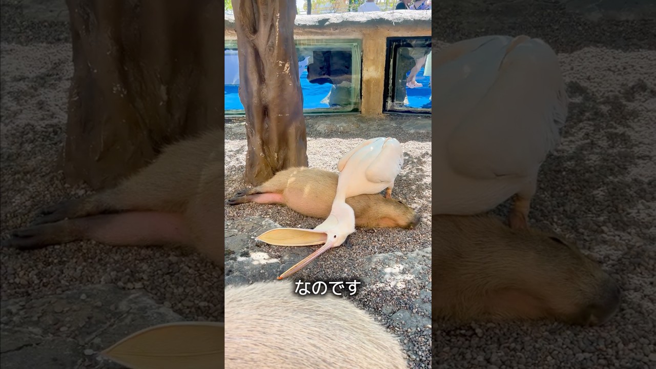 ペリカンが口を開けてじっとしている理由