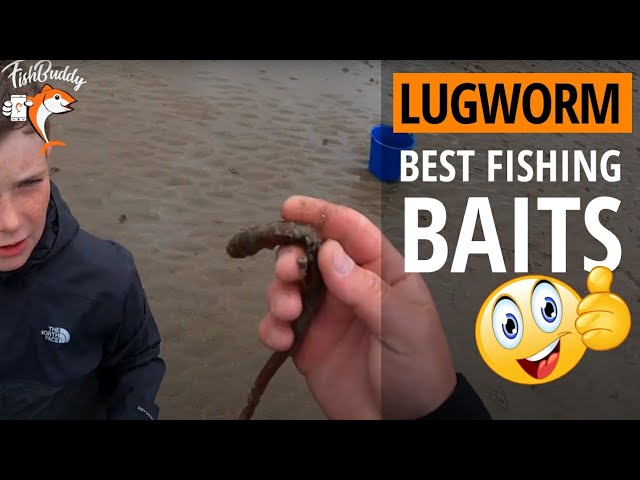 Lugworm Fishing Bait; Pumping Lugworms - 👉 How To Pump for Lugworm 