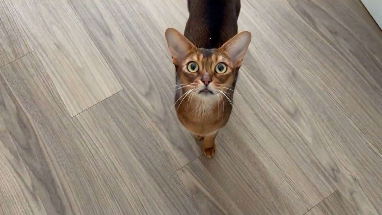 Cats eagerly greet me after I come home